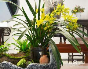 兰花怎样换盆视频,视频教程带你轻松上手