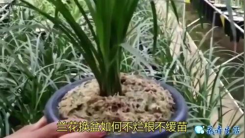 兰花怎样换盆视频,视频教程带你轻松上手