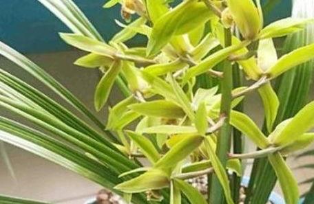 兰花怎样换盆视频,视频教程带你轻松上手