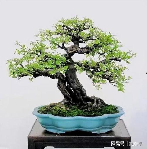 蝴蝶梅的修剪方法视频,视频教程详解